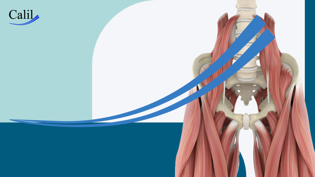 Por que o músculo iliopsoas é crucial para sua saúde postural